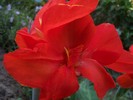 cana rosie