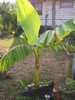 banan 1