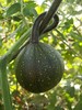 dovleac