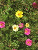 FLOARE DE PIATRA