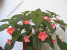 Achimenes Peach Glow 4