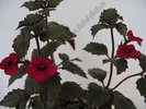 Achimenes Weinrot elfe 4