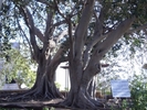 Arborele de cauciuc,Brazilia