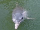 Delfinul de Amazon,Brazilia