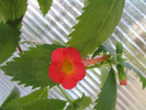 Achimenes Summer Sunset 7