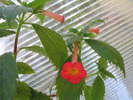Achimenes Summer Sunset 8
