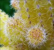 Lobivia silvestrii cv.aureus 4