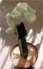 Euphorbia lactea cristata subf. variegata 1