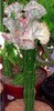 Euphorbia lactea cristata subf. variegata 2