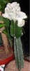 Euphorbia lactea cristata subf. variegata 3