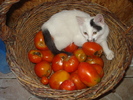 AM DEVENIT VEGETARIANA:)