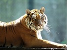 Animals Wallpapers (51)