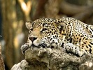 Leopard (2)