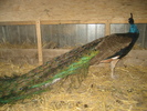 www.pauni.eu_039