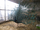 www.pauni.eu_042