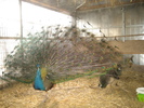 www.pauni.eu_049