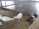 www.pauni.eu_055
