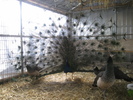 www.pauni.eu_056