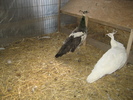 www.pauni.eu_057