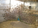 www.pauni.eu_061