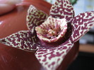 Orbea variegata-centru pentagonal