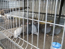 www.pauni.eu_165