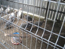 www.pauni.eu_166