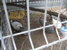 www.pauni.eu_173