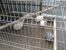 www.pauni.eu_176