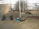 www.pauni.eu_178