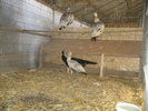 www.pauni.eu_243