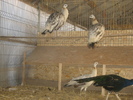 www.pauni.eu_244