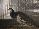 www.pauni.eu_322