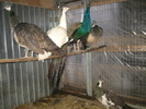 www.pauni.eu_335