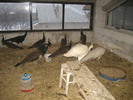 www.pauni.eu_347