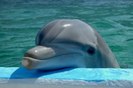 delfin4[1]