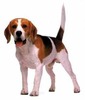 beagle[1]