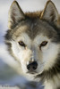 husky_dogs_T4216[1]