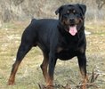 pic150261_caine_Rottweiler_talie_mare[1]