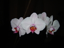 DSC03171