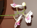 DSC03174
