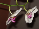 DSC03175