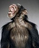 the-maimuta[1]