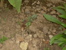 DSCN4380