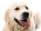 goldenretriever[1]