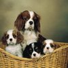 spaniel-cavaler-king-charles-001[1]