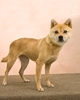 Jindo_1_medium