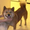 Jindo_02