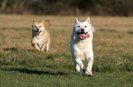 KOREA JINDO DOG3