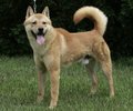 KOREA JINDO DOG1